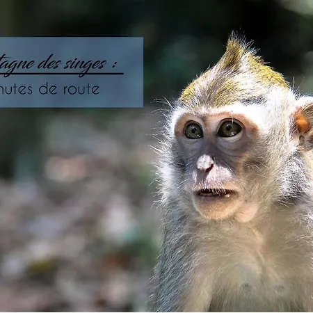 Apartment 4 Pers Design Et Cosy Avec Jardin Au Coeur De Selestat